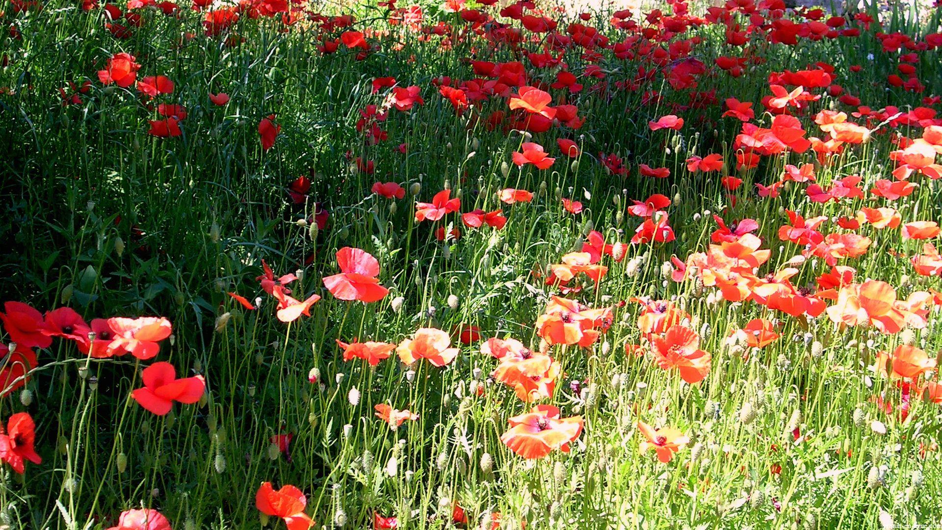 Image Wallpaper Fleur Plante Champ Coquelicots - Telecharger Des Photos Des Fleurs , HD Wallpaper & Backgrounds