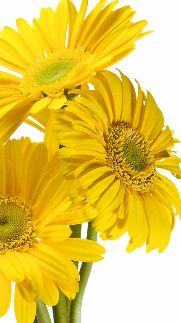 Rose, Yellow, Gerbera, Common Sunflower, Daisy Family - Happy Mothers Day Teacher , HD Wallpaper & Backgrounds