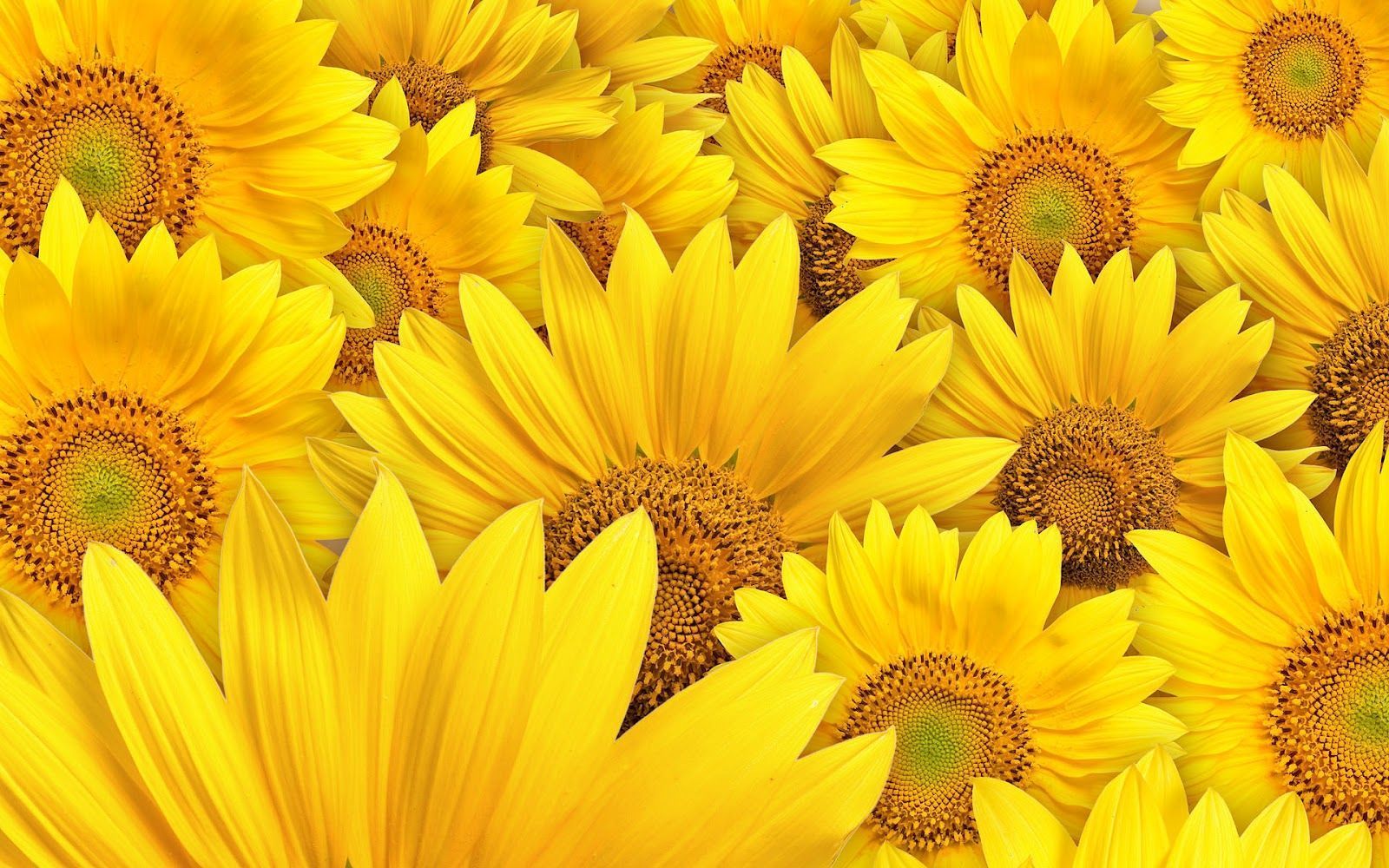 Amazing Sunflower Nature Hd Wallpaper , HD Wallpaper & Backgrounds