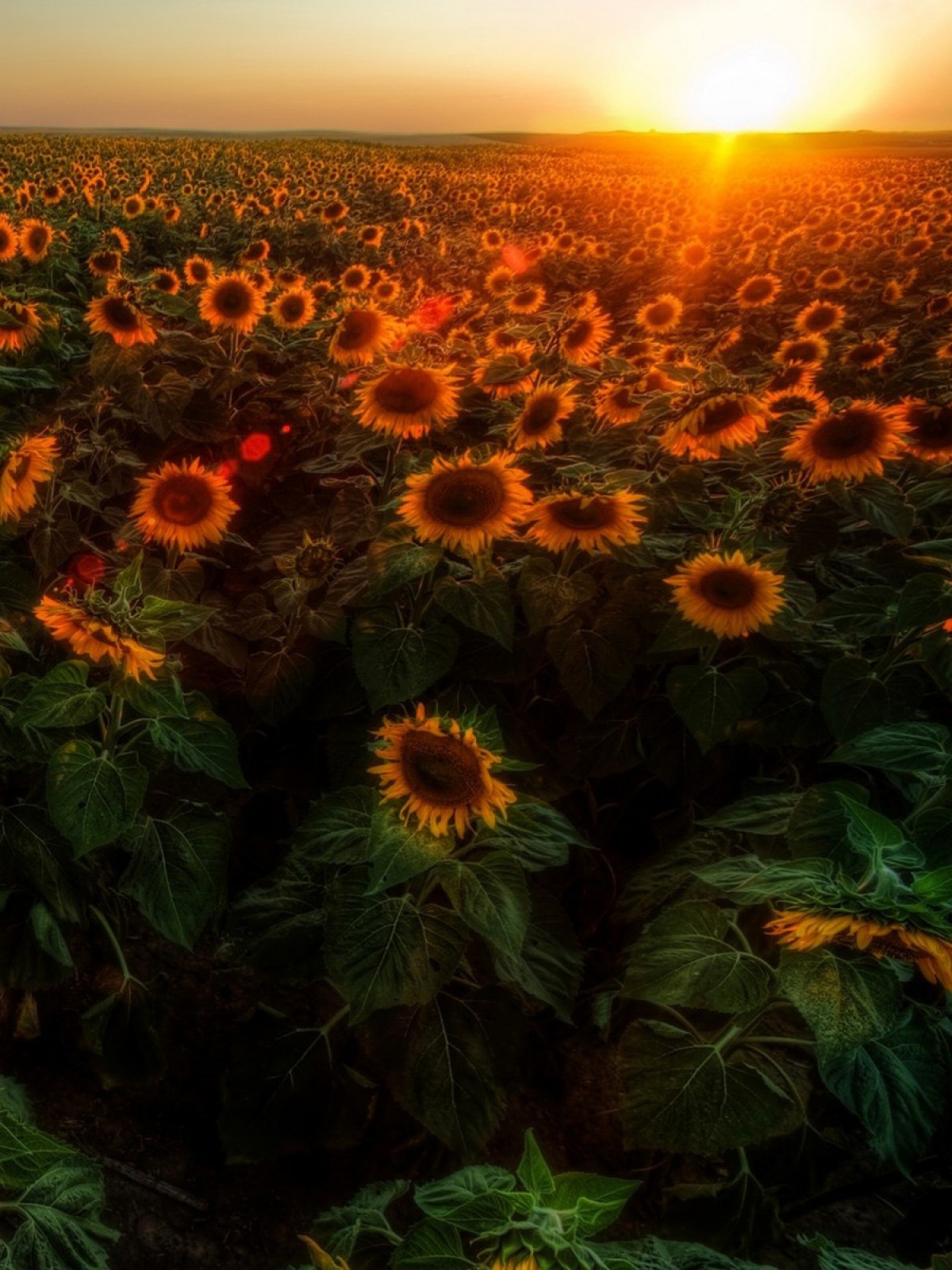 Sunset Sunflowers Field Android Wallpaper - Field Of Sunflowers And Sunset , HD Wallpaper & Backgrounds