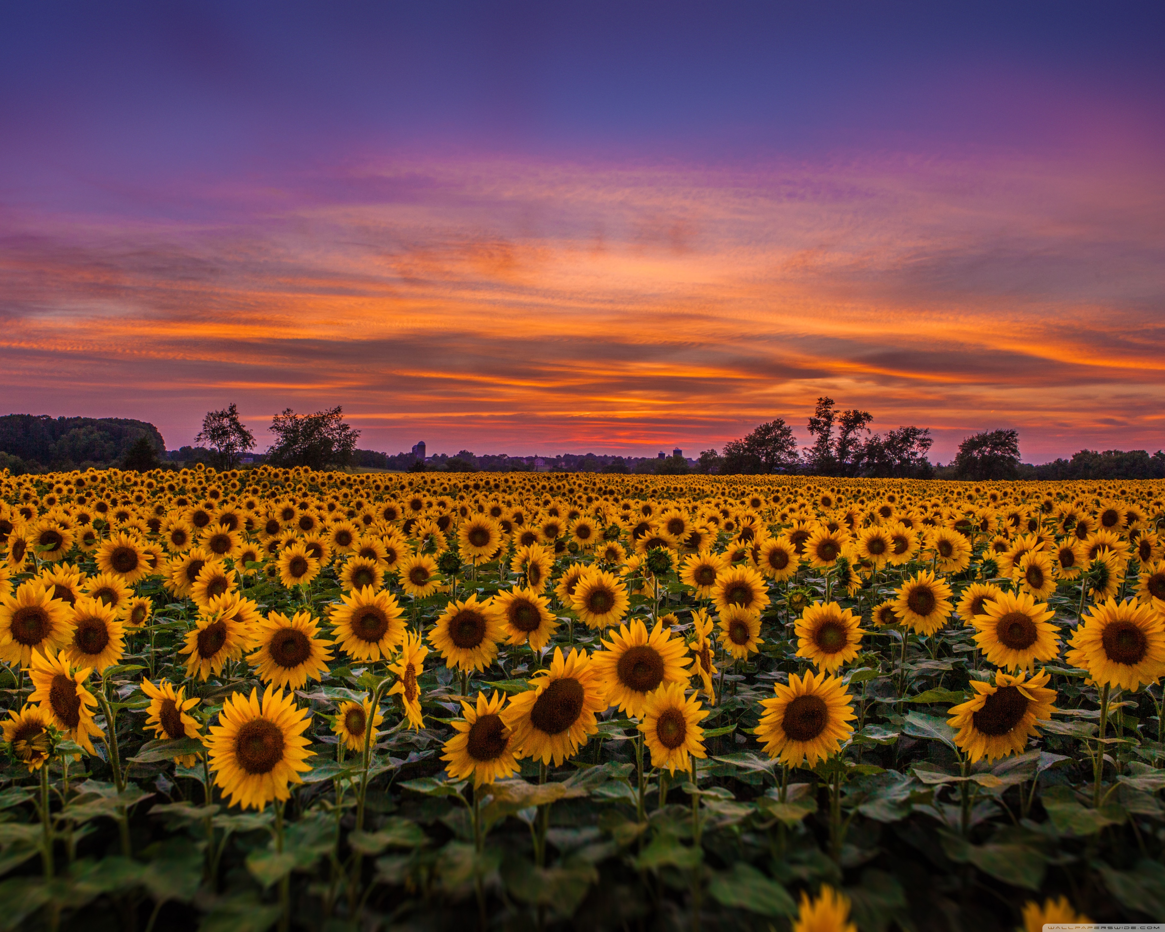 Standard - Sunflower Field Wallpaper Iphone , HD Wallpaper & Backgrounds