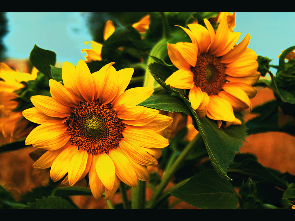 Sunflower Splendid Wallpaper Hd - Beautiful Sunflowers , HD Wallpaper & Backgrounds