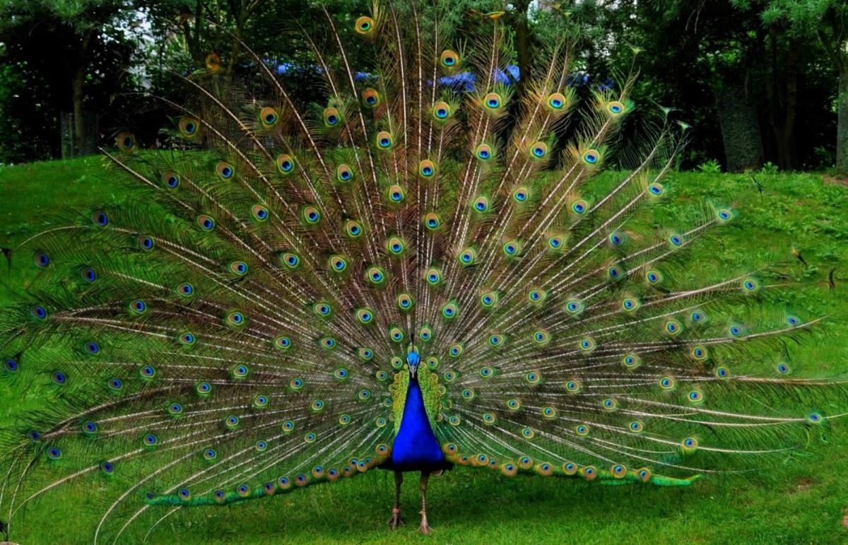 Most Beautiful Peacock Hd Wallpaper - High Resolution Peacock Background , HD Wallpaper & Backgrounds