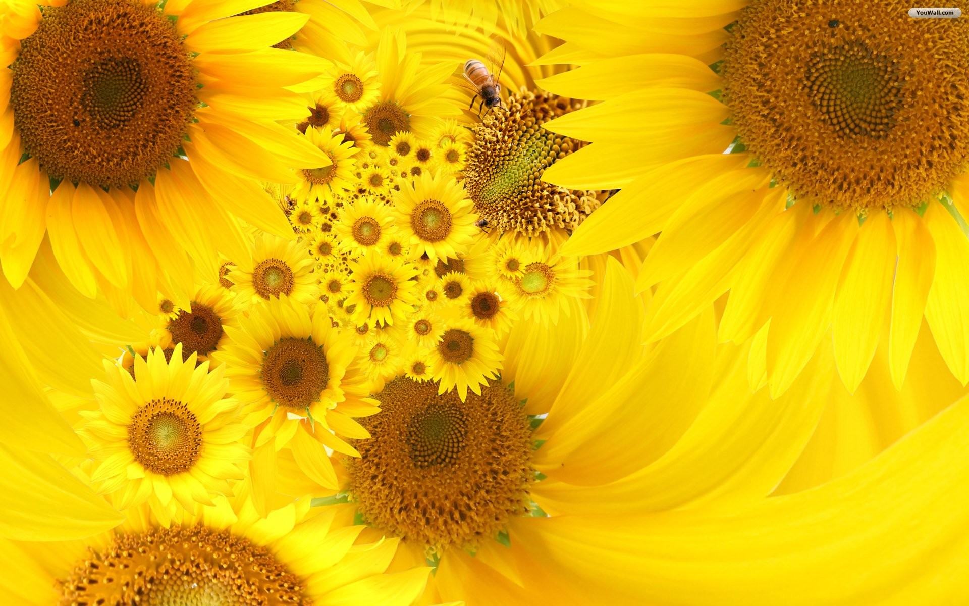 Colorful Sunflowers - Hinh Nen Hoa Mau Vang , HD Wallpaper & Backgrounds