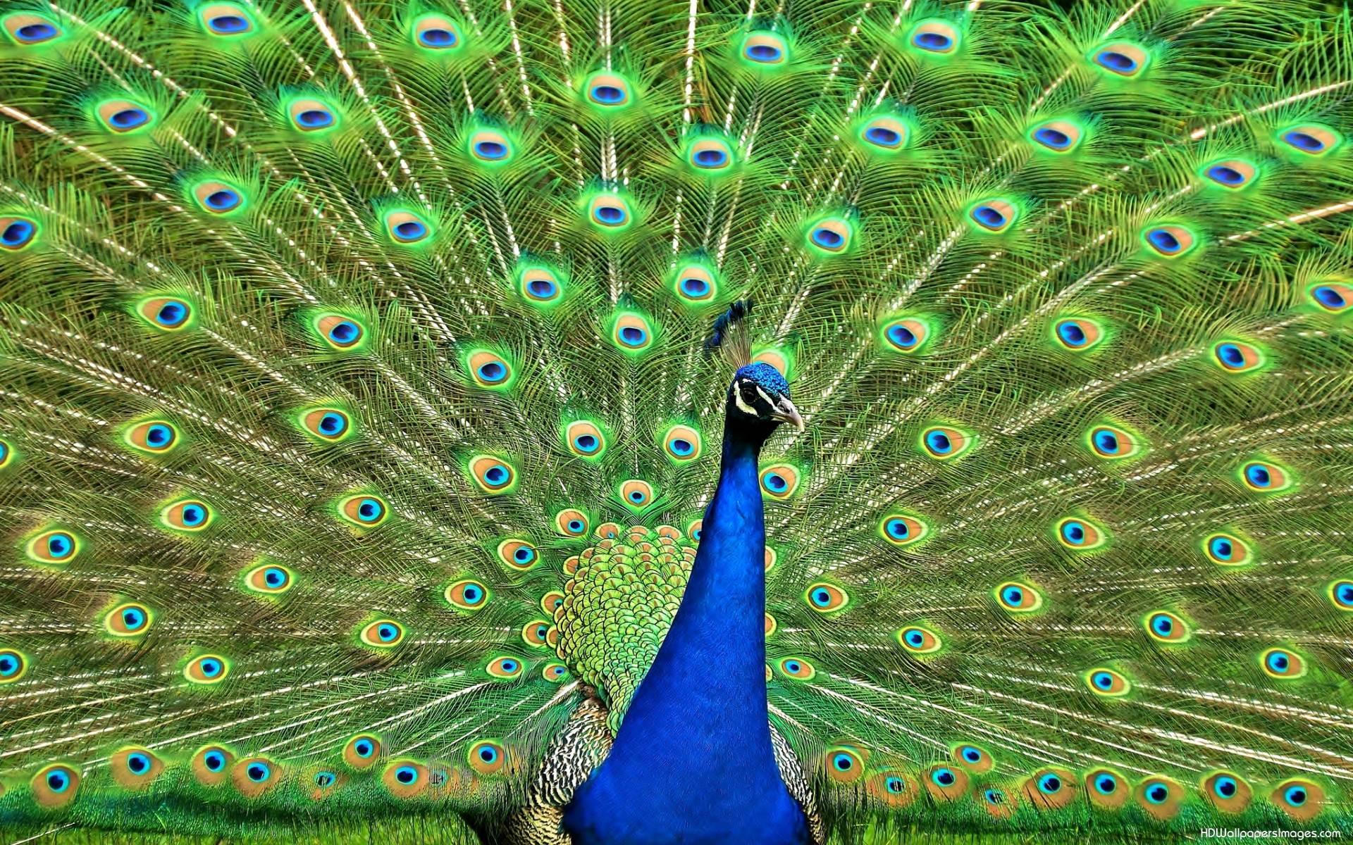 Wallpapers Of Peacock Feathers Hd , HD Wallpaper & Backgrounds