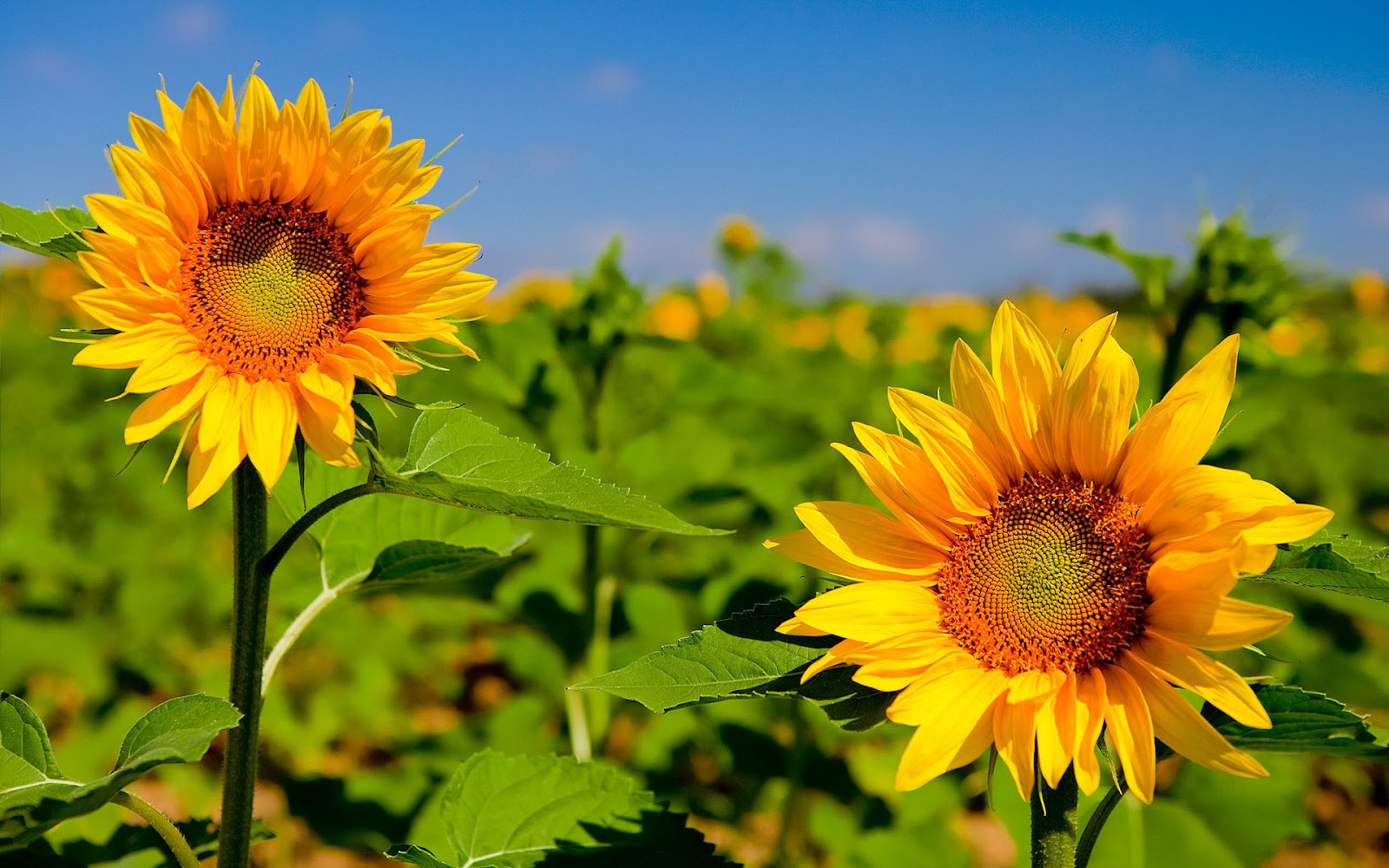 Hd Sunflower Wallpaper Pictures - Desktop Bing , HD Wallpaper & Backgrounds