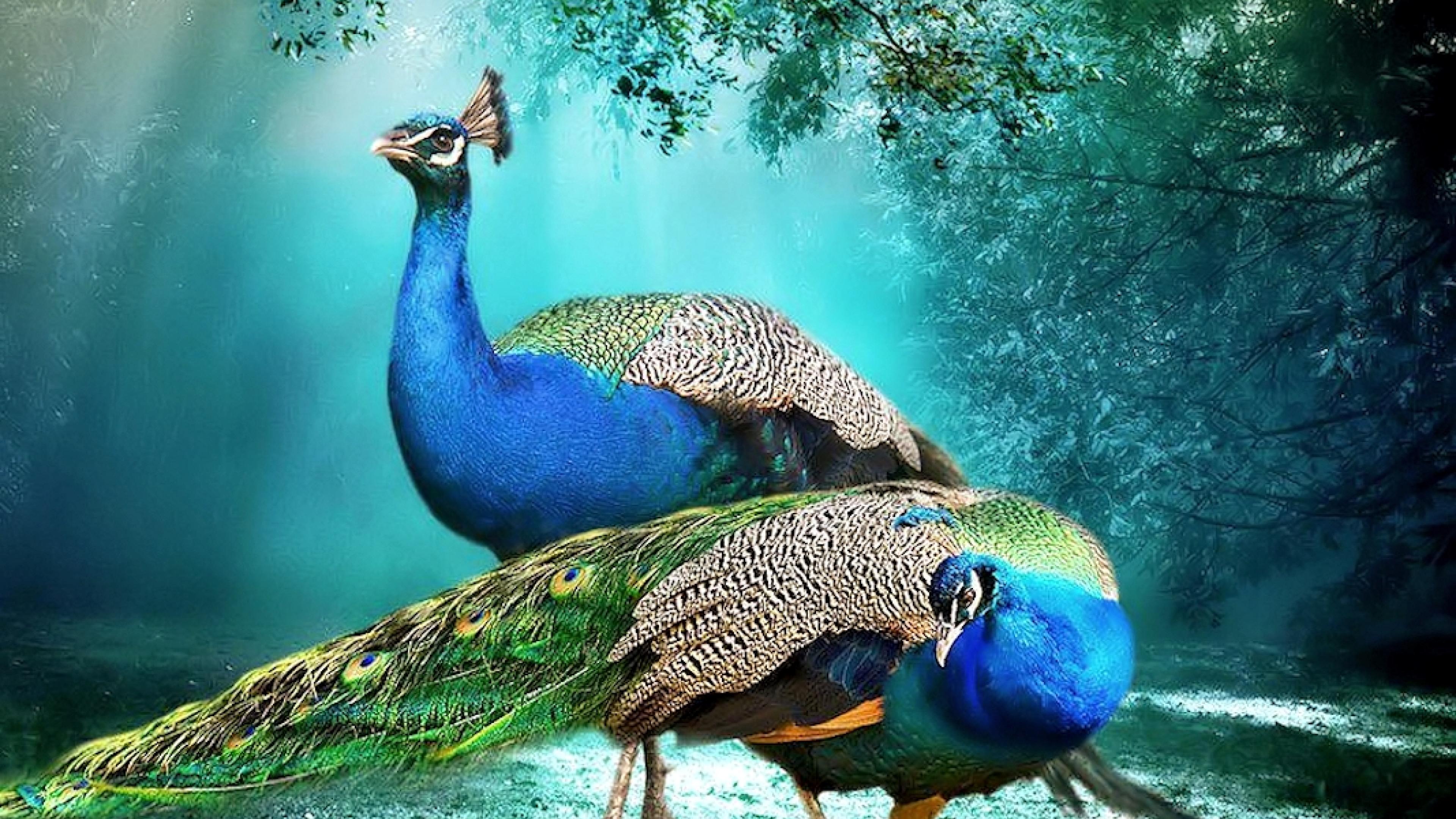Beautiful Background Peacock Pair Hd Wallpaper Beautiful - Beautiful Hd Photos Download , HD Wallpaper & Backgrounds