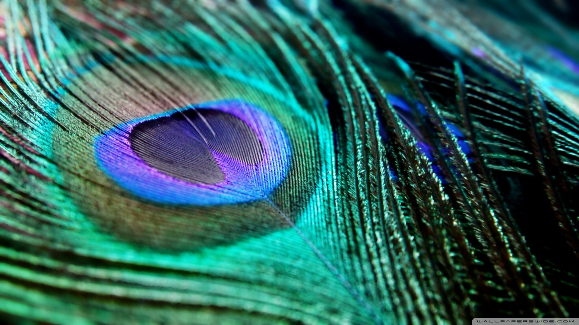 3d Peacock Hd Wallpaper - Peacock Feather Images Hd , HD Wallpaper & Backgrounds