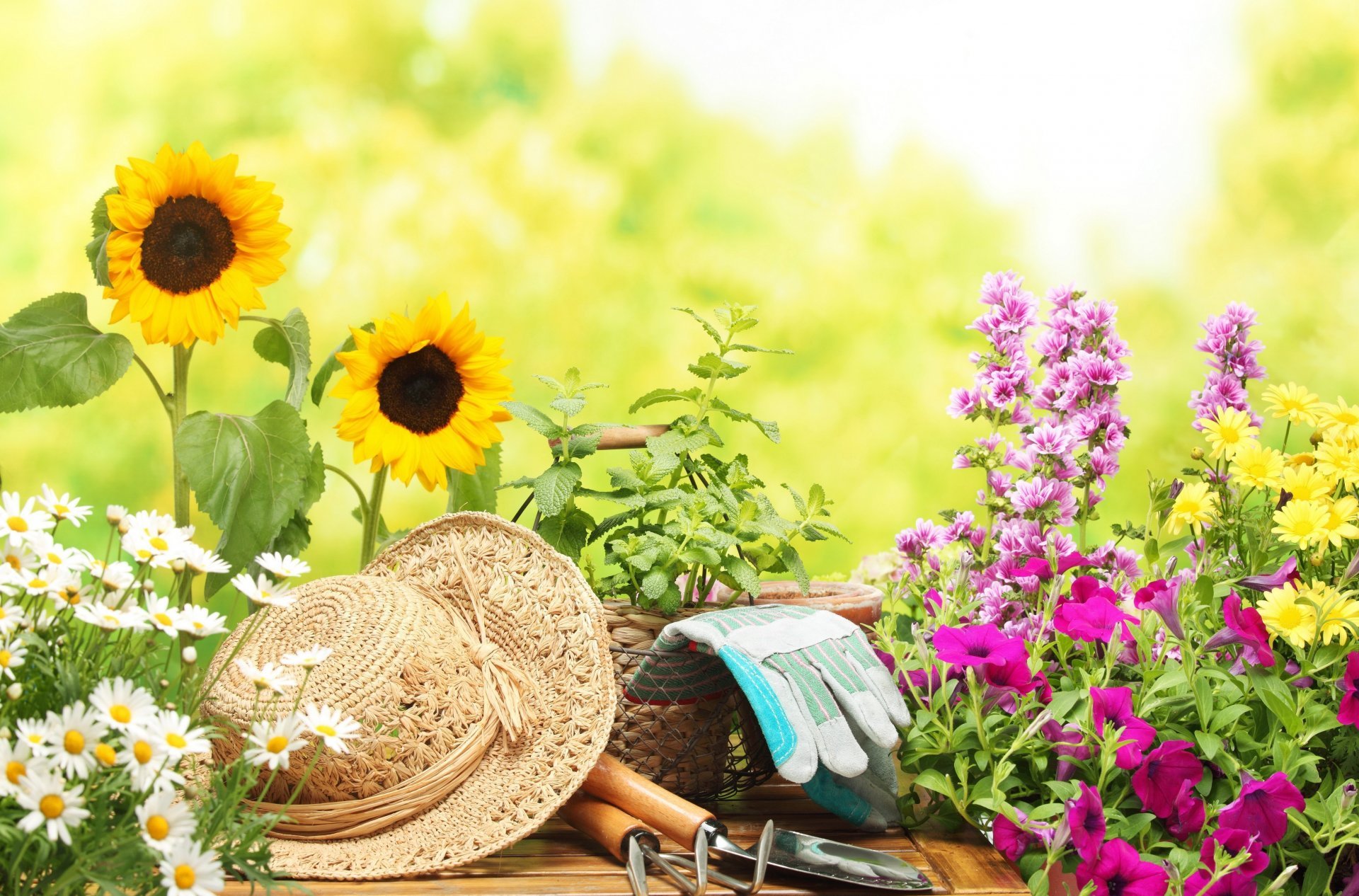 Mood Flower Flowers Chamomile Daisy Sunflower Hat Gloves - Garden Tools , HD Wallpaper & Backgrounds
