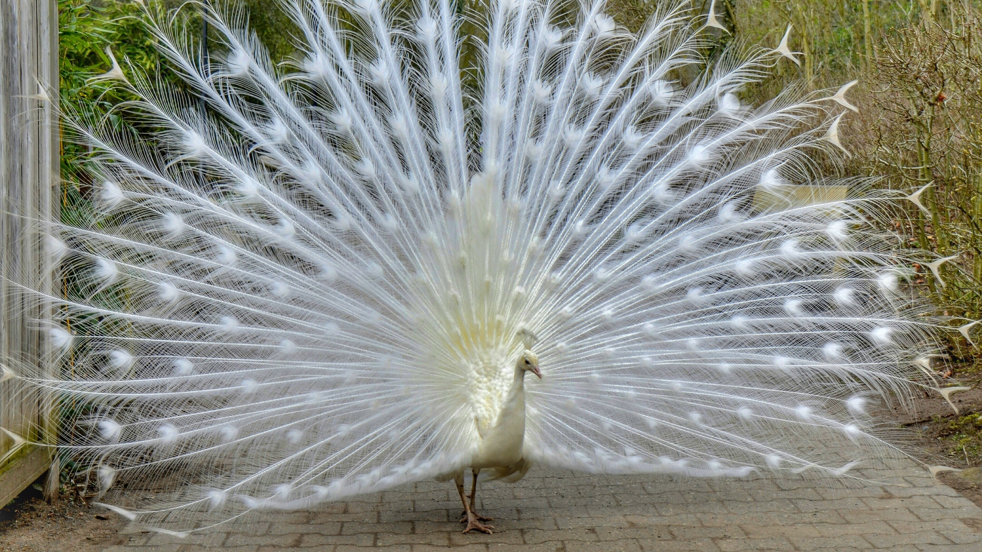 Wallpaper Peacock, Bird, Tail, Beautiful - Beautiful Full Hd Peacock , HD Wallpaper & Backgrounds