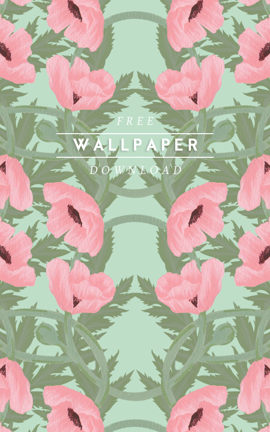 Tulip , HD Wallpaper & Backgrounds