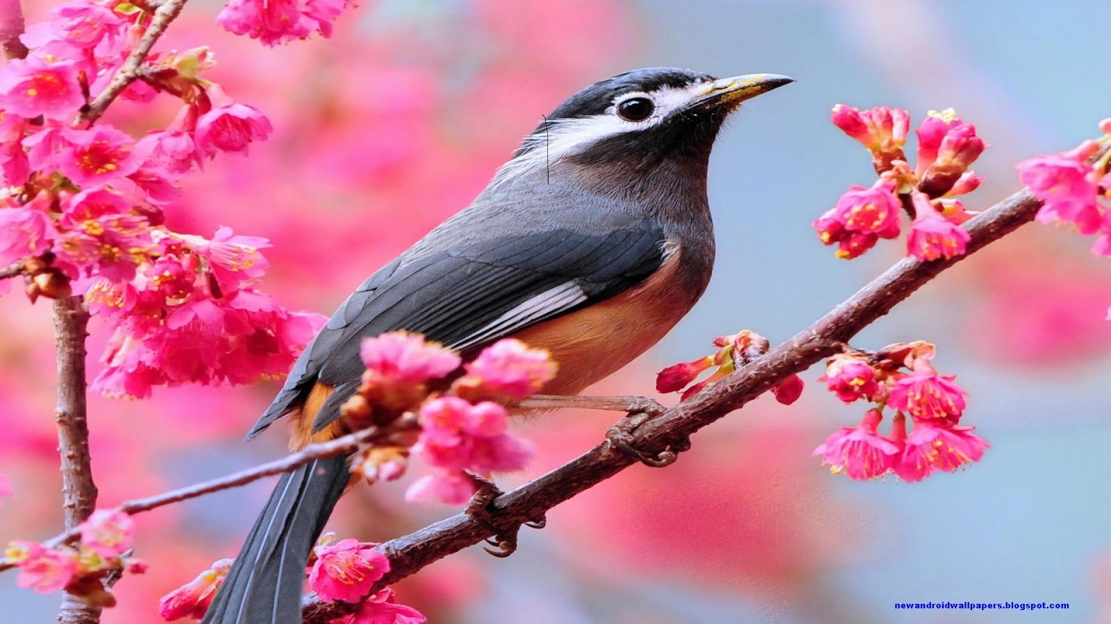 Beautiful Birds , HD Wallpaper & Backgrounds