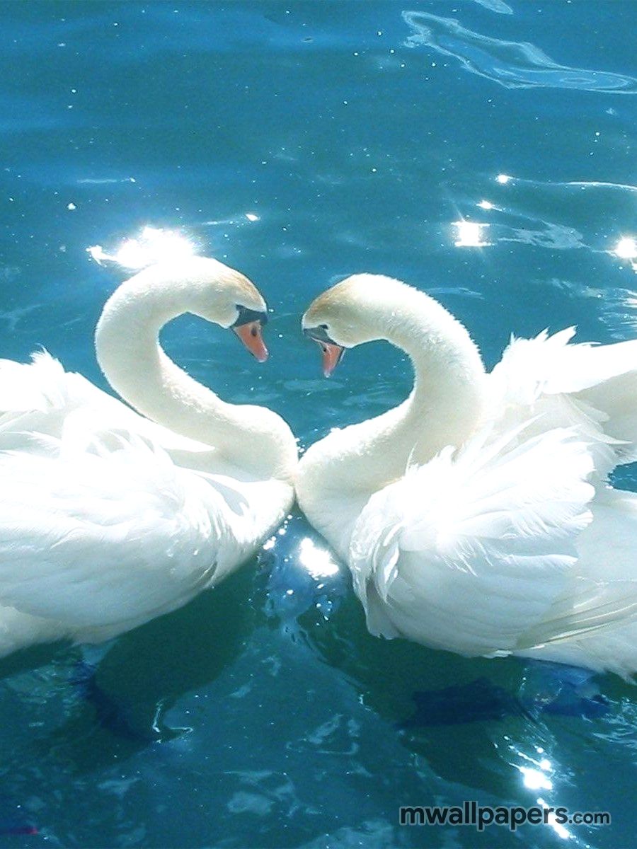 Лебедь символ любви. Лебеди. Два лебедя. Пара лебедей. Влюбленные лебеди.