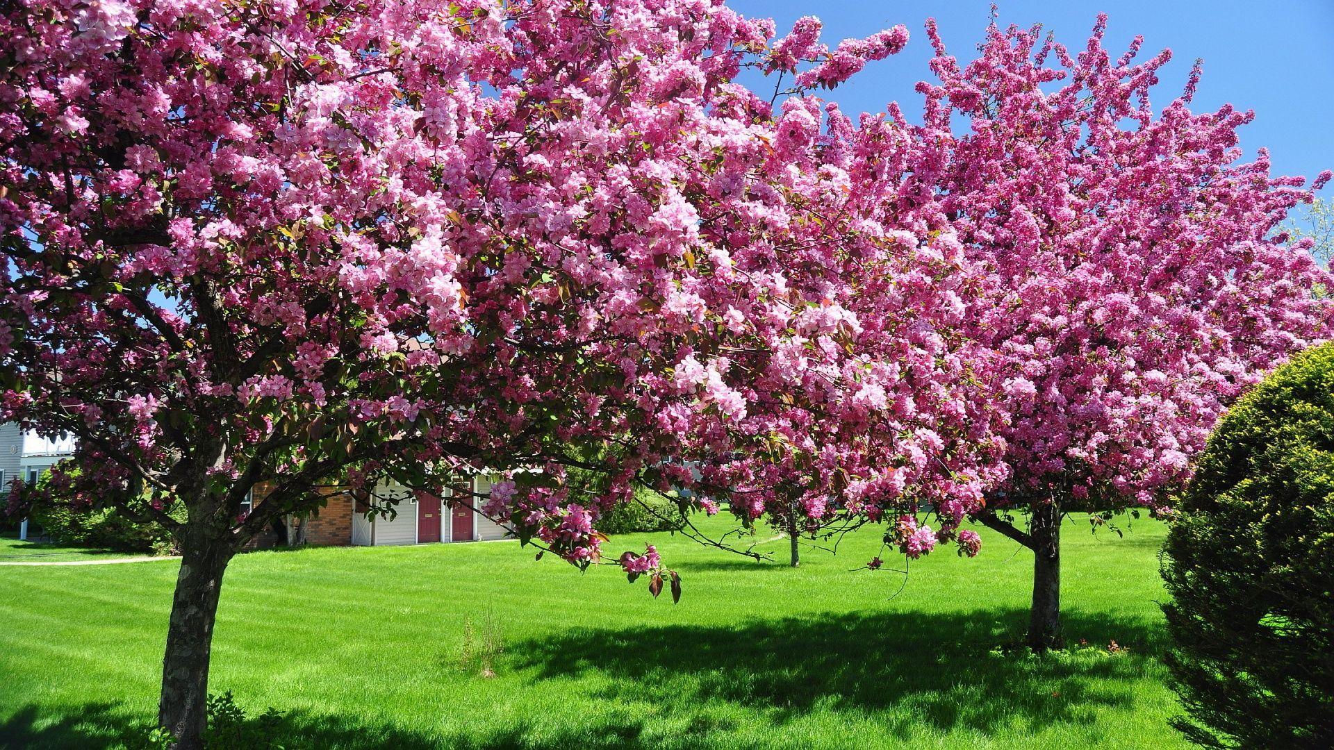 Spring Trees , HD Wallpaper & Backgrounds