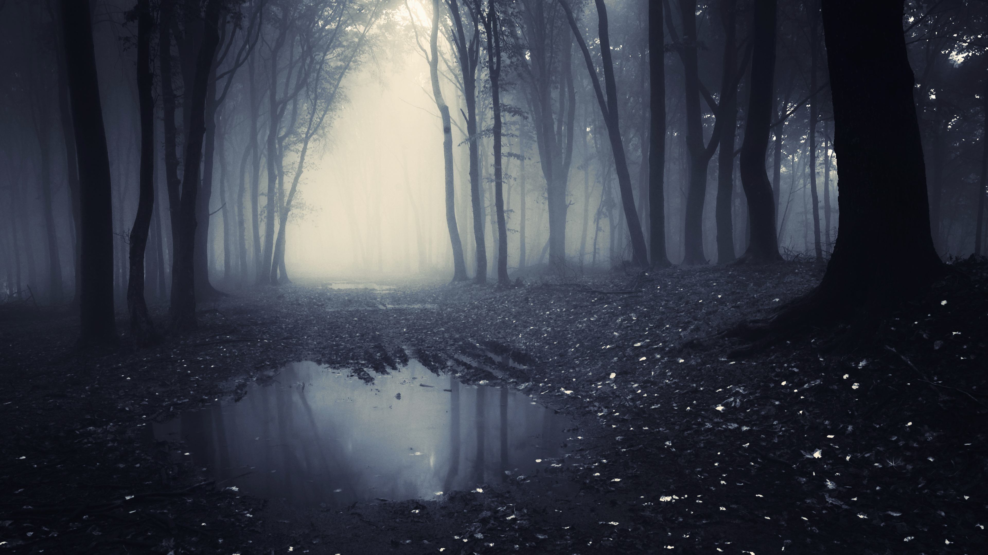 Dark Forest Wallpaper 4k , HD Wallpaper & Backgrounds