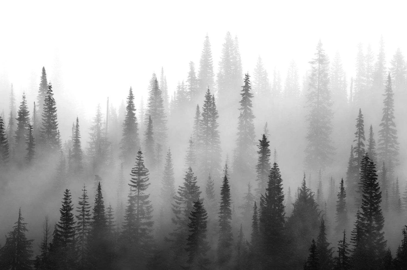 Black And White Misty Forest , HD Wallpaper & Backgrounds