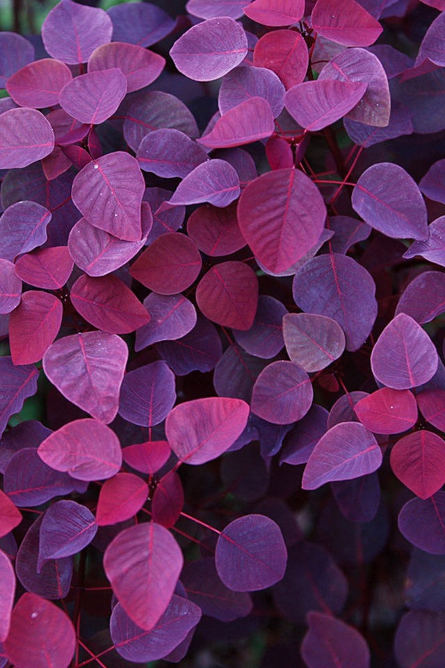 Autumn Leaves Purple , HD Wallpaper & Backgrounds