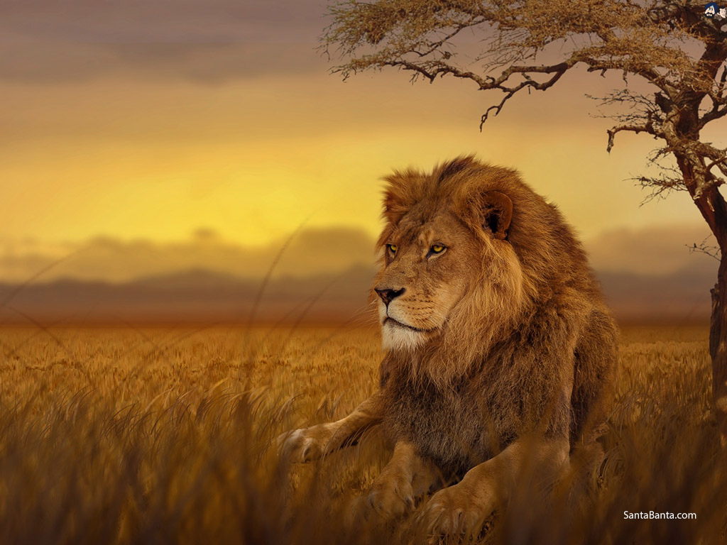 Lion Sitting Under A Tree , HD Wallpaper & Backgrounds