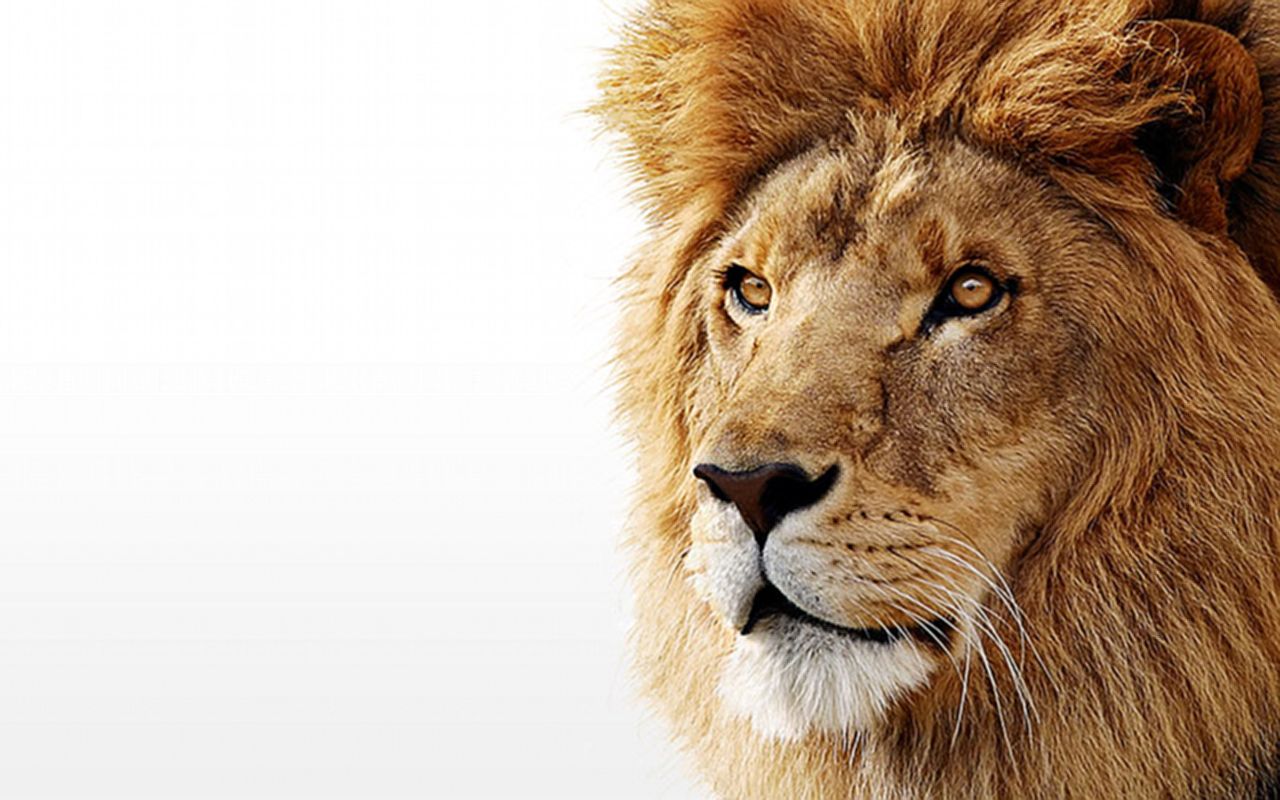 Lion Background Images Hd , HD Wallpaper & Backgrounds