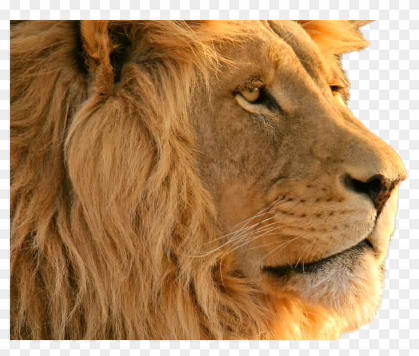 Real Lion Images Hd , HD Wallpaper & Backgrounds