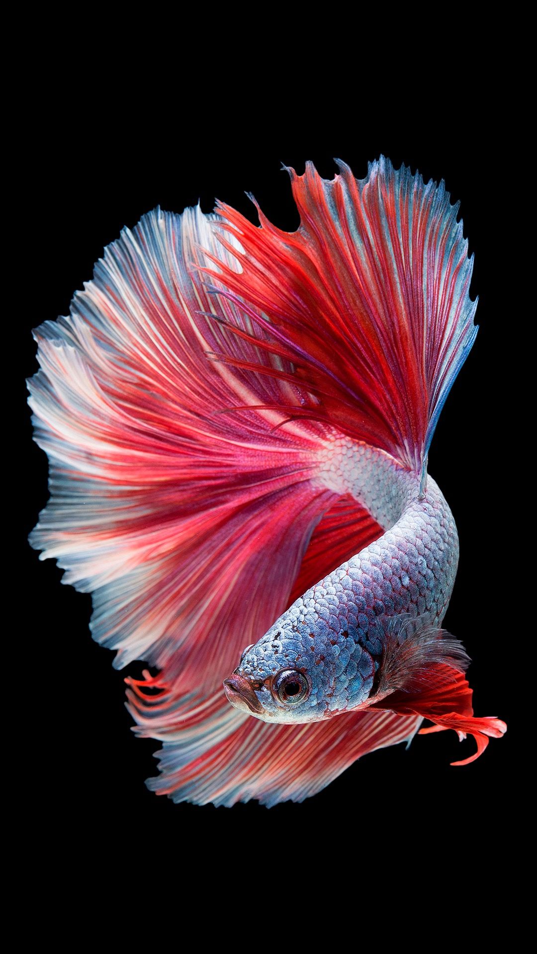 Halfmoon Betta Betta Fish , HD Wallpaper & Backgrounds