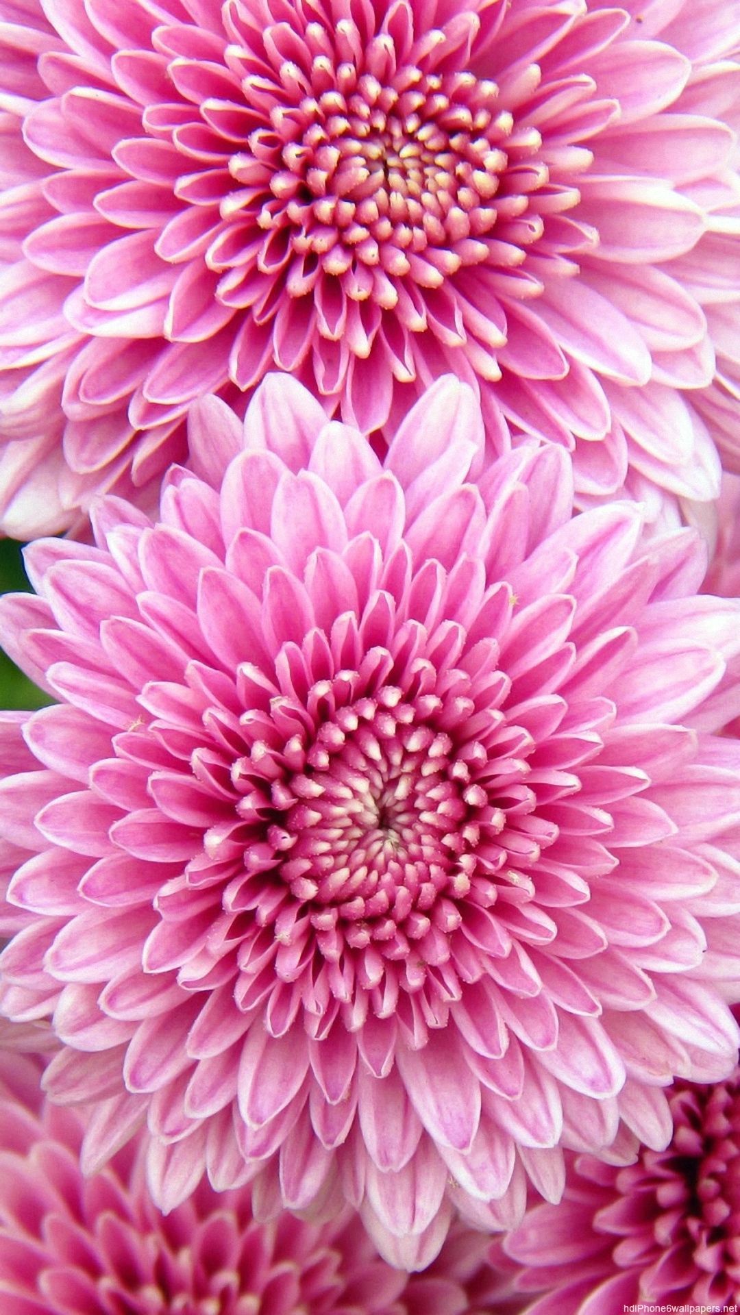 Chrysanthemum Phone , HD Wallpaper & Backgrounds