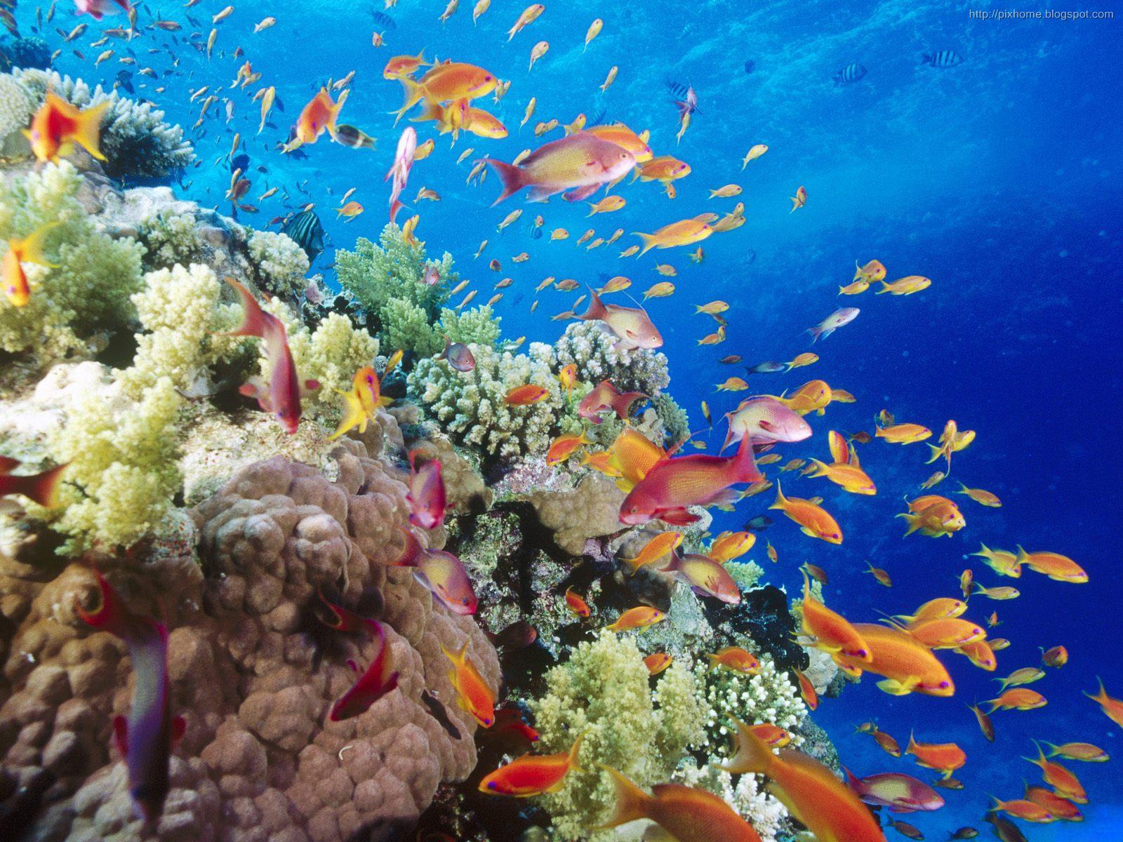Tubbataha Reef , HD Wallpaper & Backgrounds
