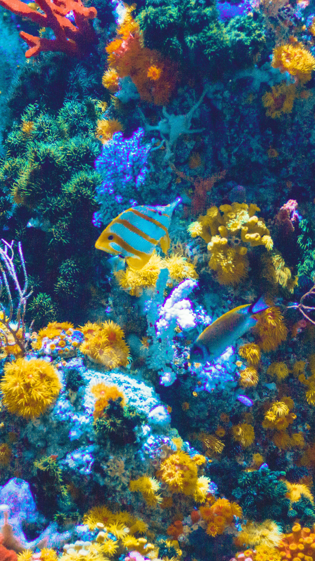 Under Water Coral , HD Wallpaper & Backgrounds