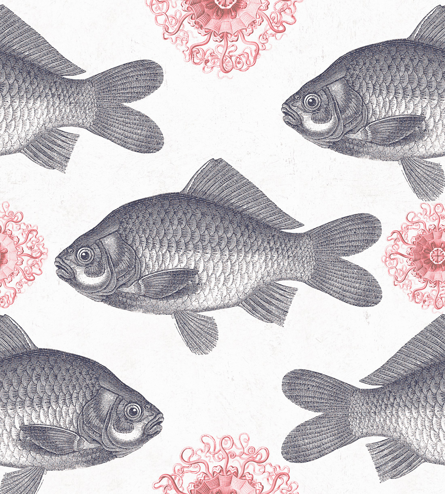 Fish Wallpaper , HD Wallpaper & Backgrounds