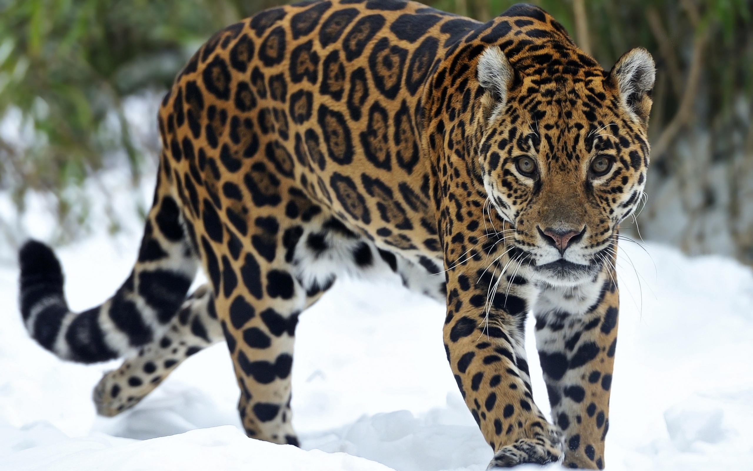 Jaguar Animal In The Snow , HD Wallpaper & Backgrounds