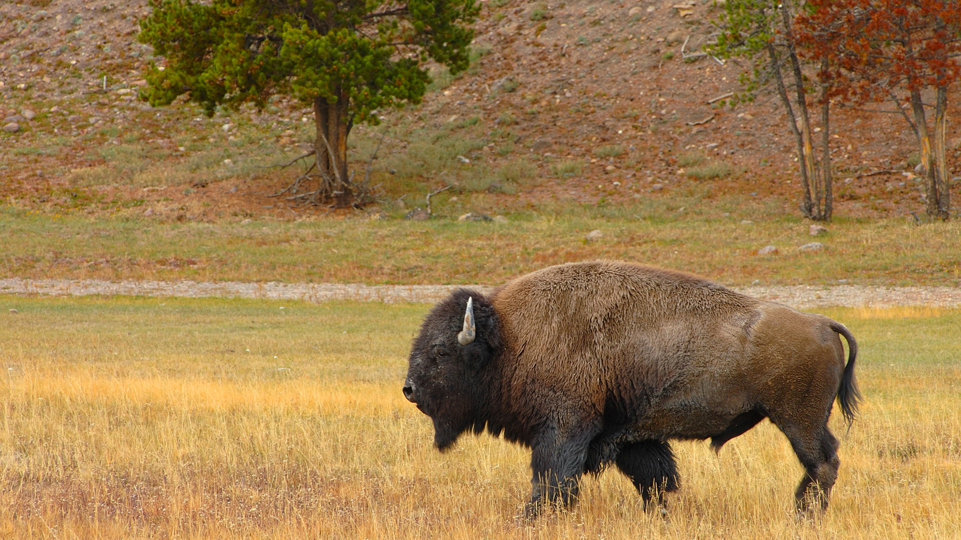 Yellowstone Bison , HD Wallpaper & Backgrounds