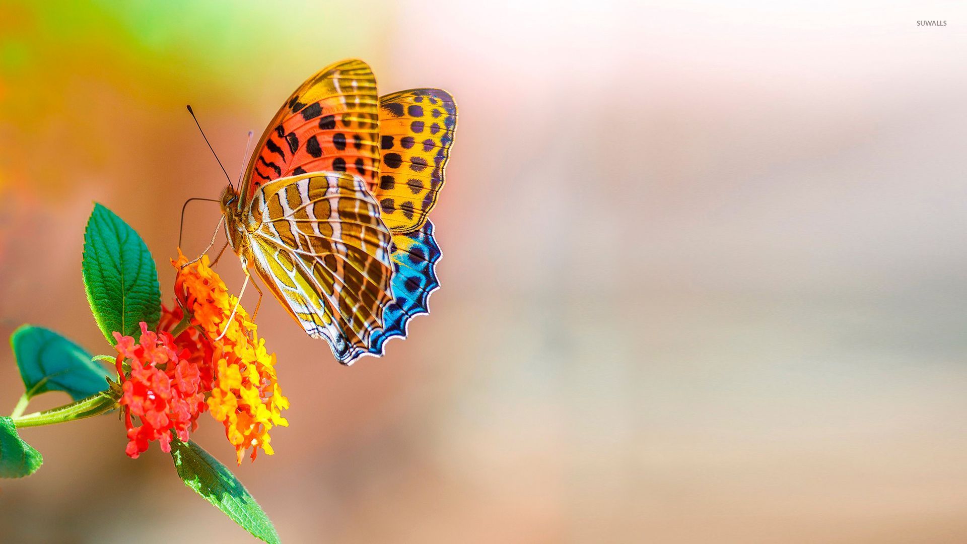 Colorful Butterfly , HD Wallpaper & Backgrounds