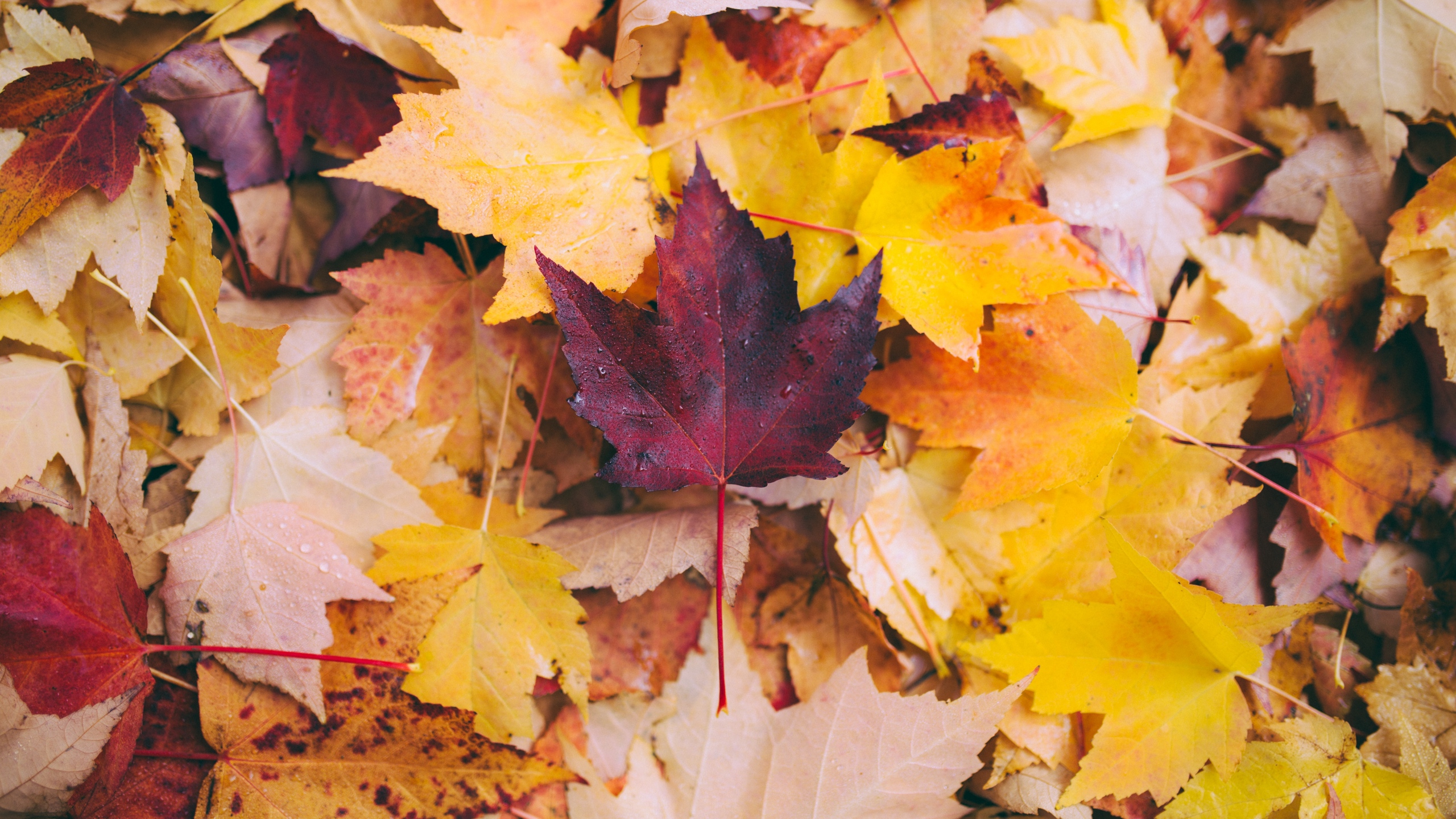 Maple Leaves , HD Wallpaper & Backgrounds