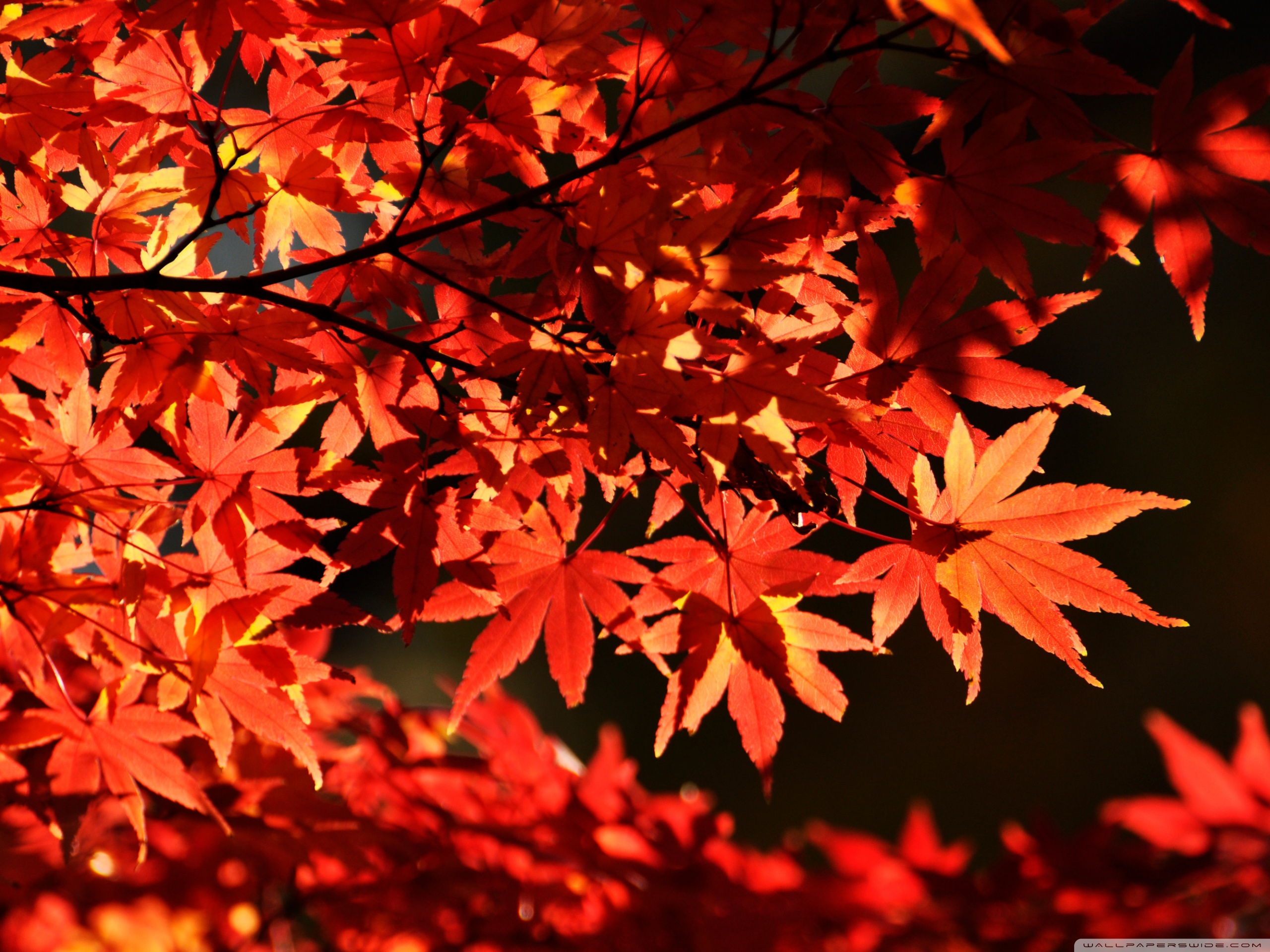 Hd Wallpapers Red Maple , HD Wallpaper & Backgrounds