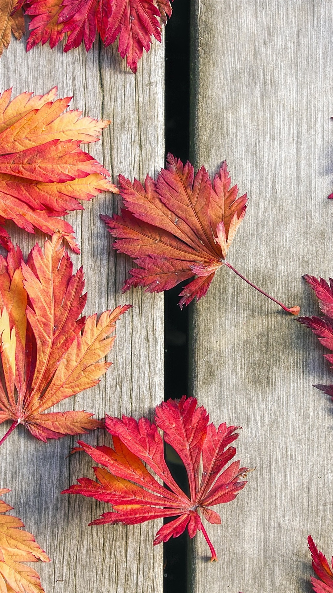 Japanese Maple Tree Leaves On Wood Deck , HD Wallpaper & Backgrounds