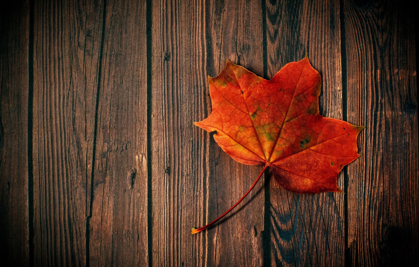 Wood And Leaf , HD Wallpaper & Backgrounds