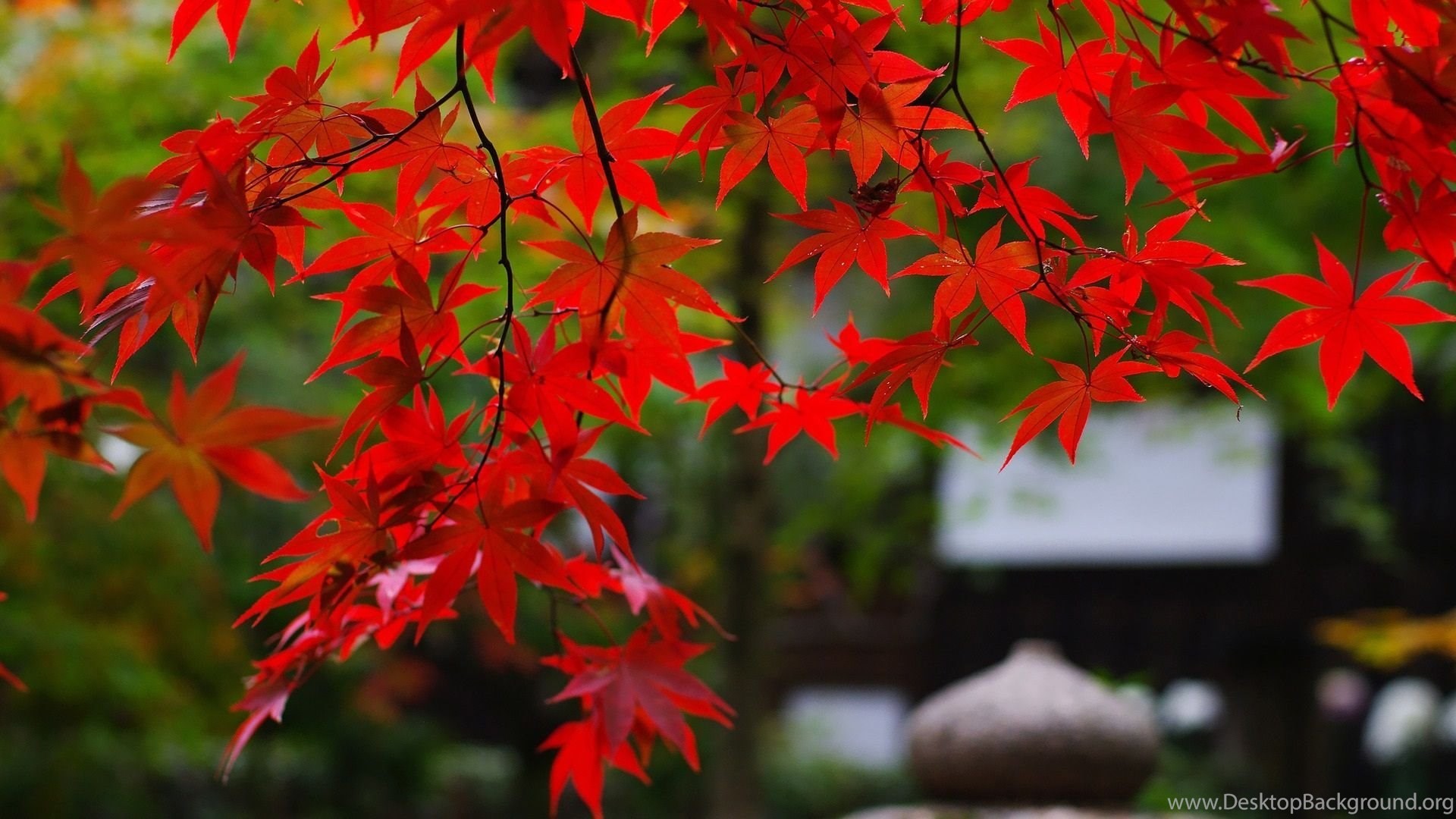 Red Maple , HD Wallpaper & Backgrounds