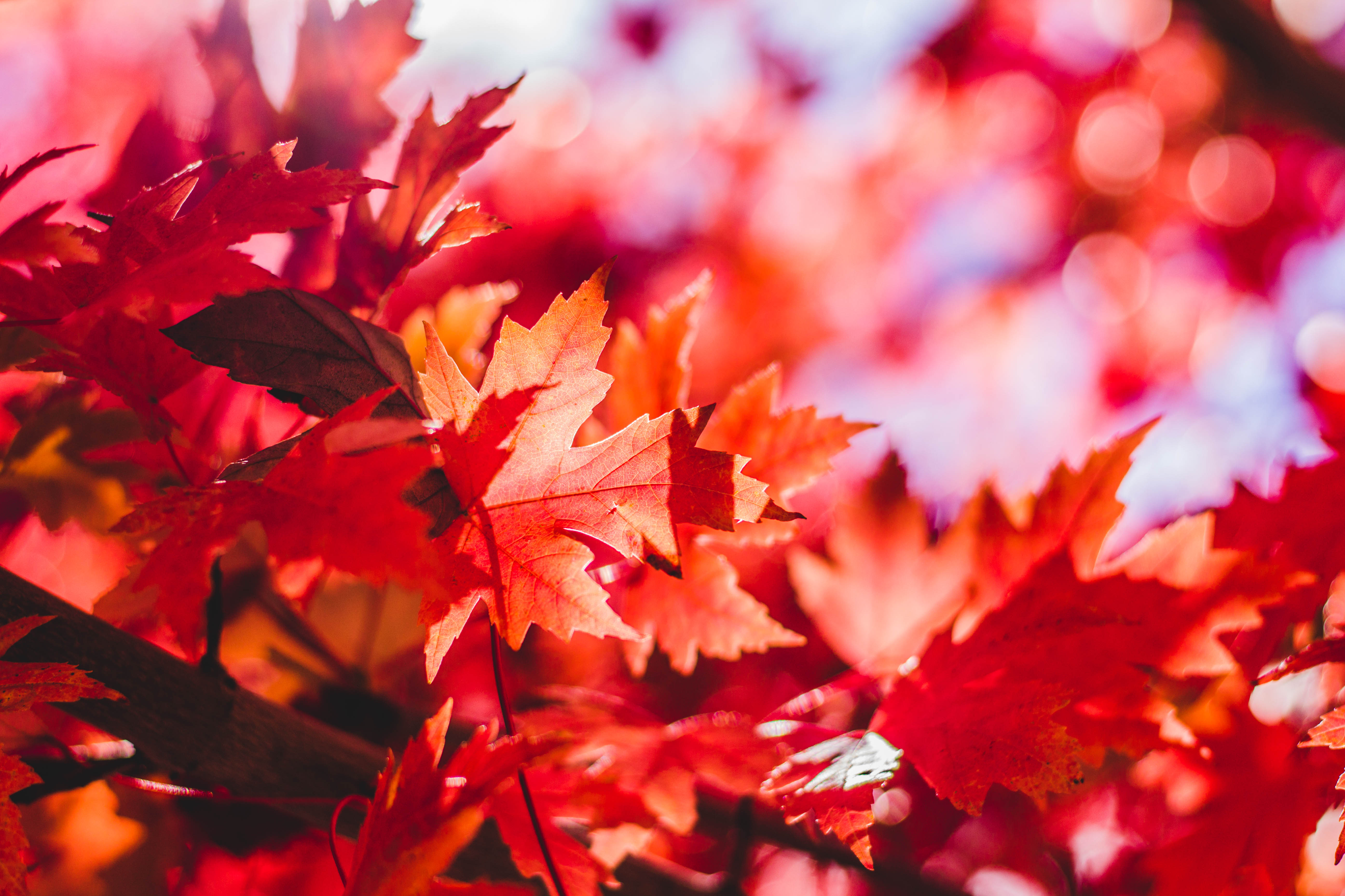 Maple Leaf Wallpaper , HD Wallpaper & Backgrounds