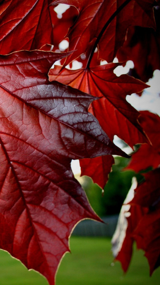 Maple Leaf Cover Fb , HD Wallpaper & Backgrounds