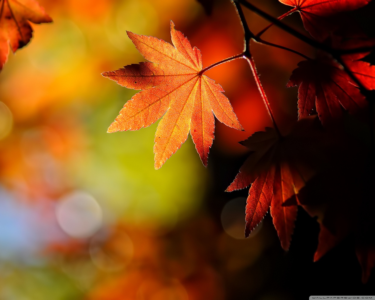 Fall Leaf Hd Background , HD Wallpaper & Backgrounds