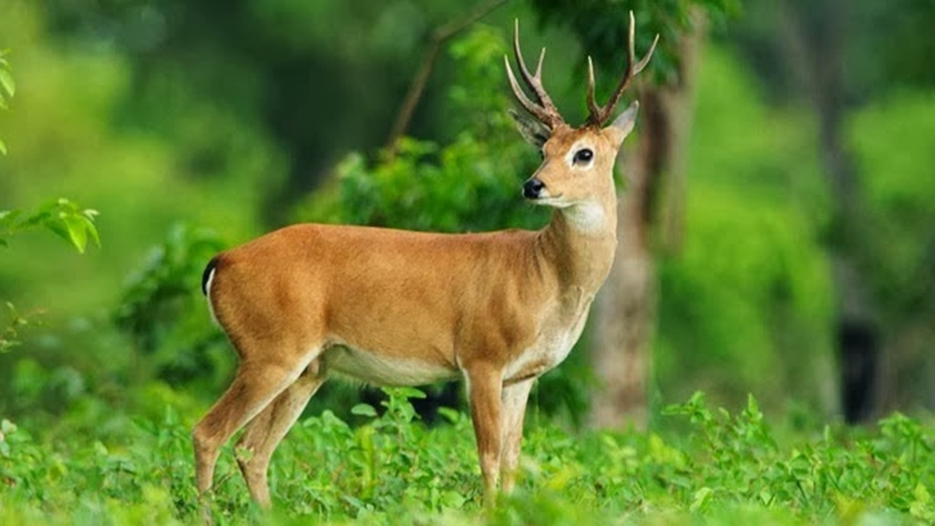 High Resolution Deer Hd , HD Wallpaper & Backgrounds