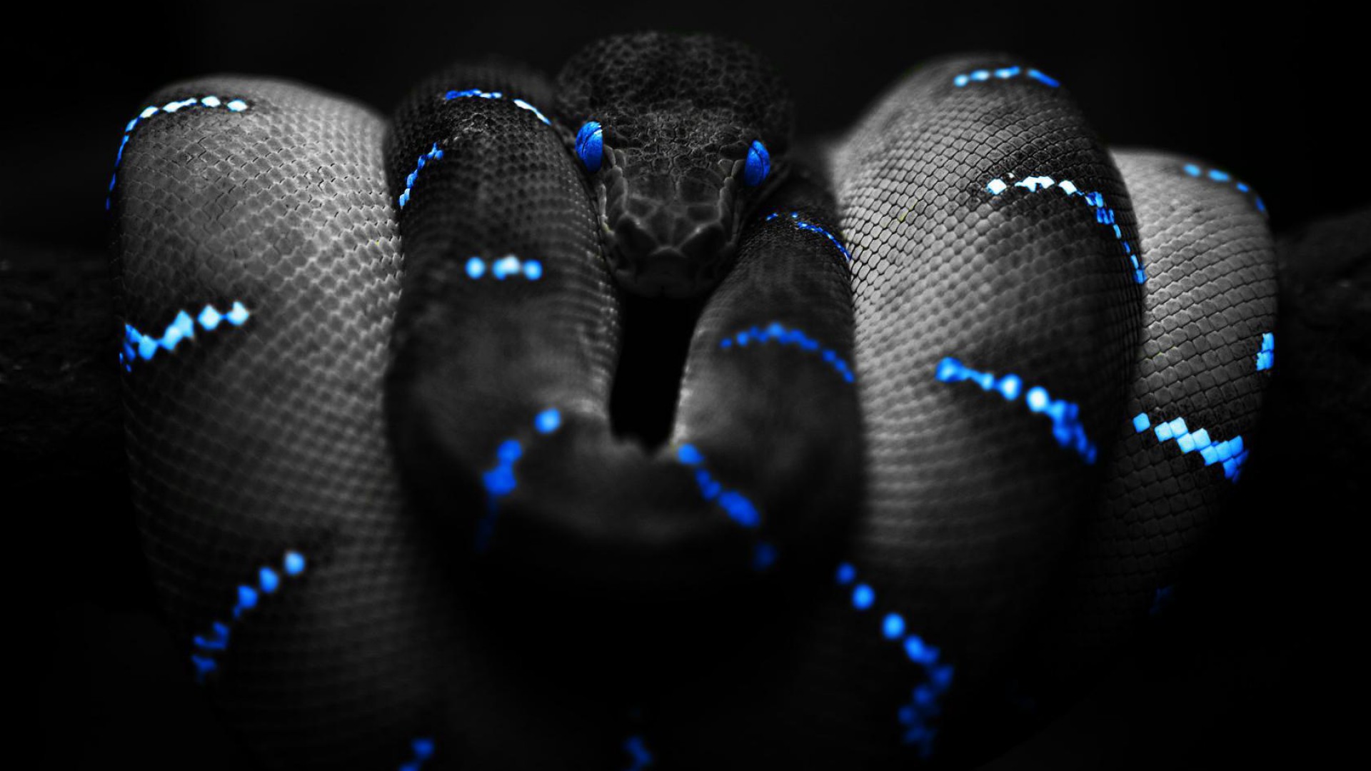 Cool Pictures Of Snakes , HD Wallpaper & Backgrounds