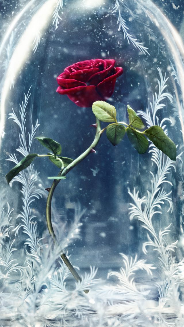 Beauty And The Beast Glass Rose Movie , HD Wallpaper & Backgrounds