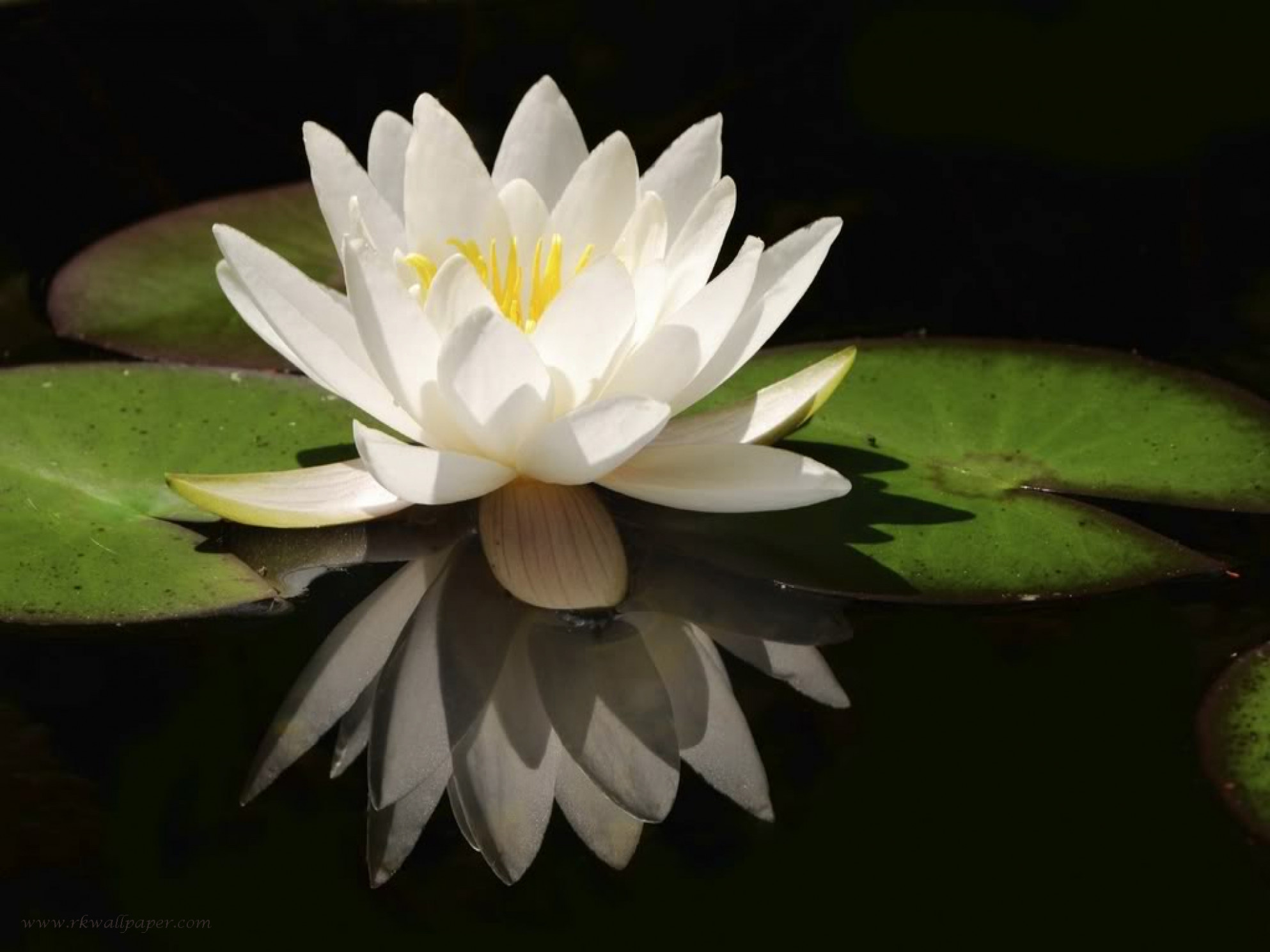 White Lotus Flower Hd , HD Wallpaper & Backgrounds