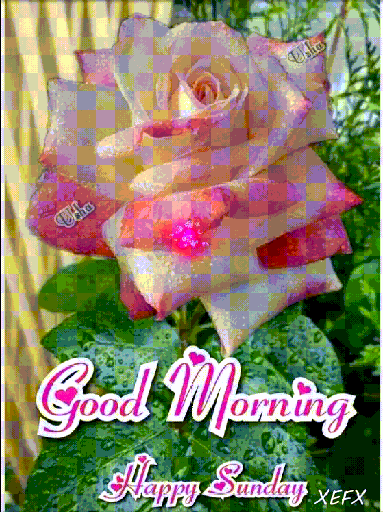 Good Morning Gif Happy Sunday , HD Wallpaper & Backgrounds