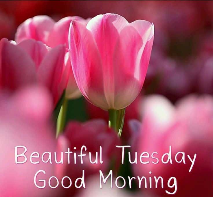 Tuesday Good Morning Wishes , HD Wallpaper & Backgrounds