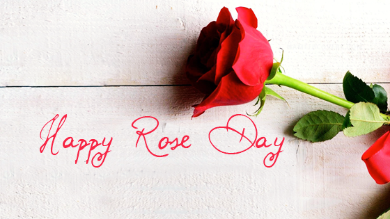 Happy Rose Day 2019 , HD Wallpaper & Backgrounds