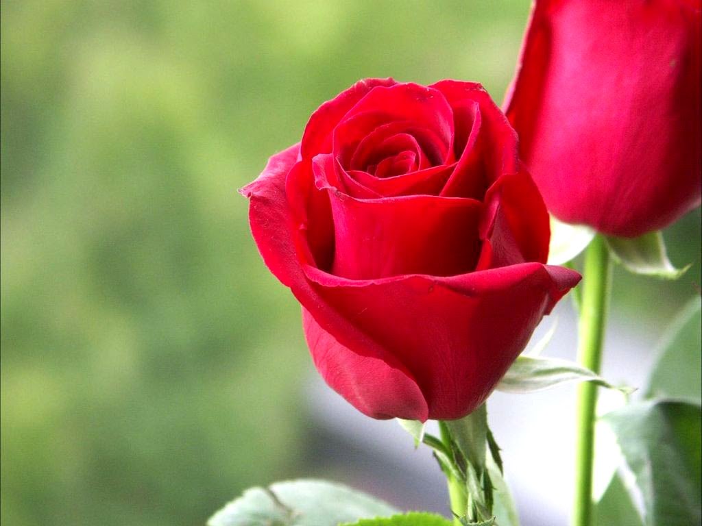 Red Rose Images Love Hd , HD Wallpaper & Backgrounds