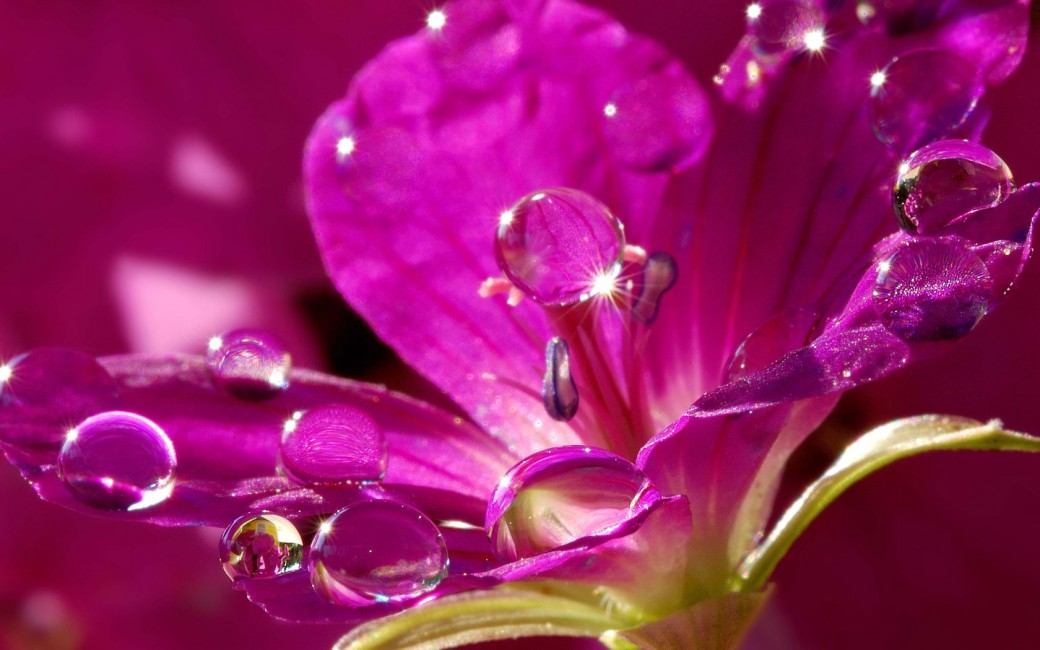 Flowers With Drop Of Water , HD Wallpaper & Backgrounds
