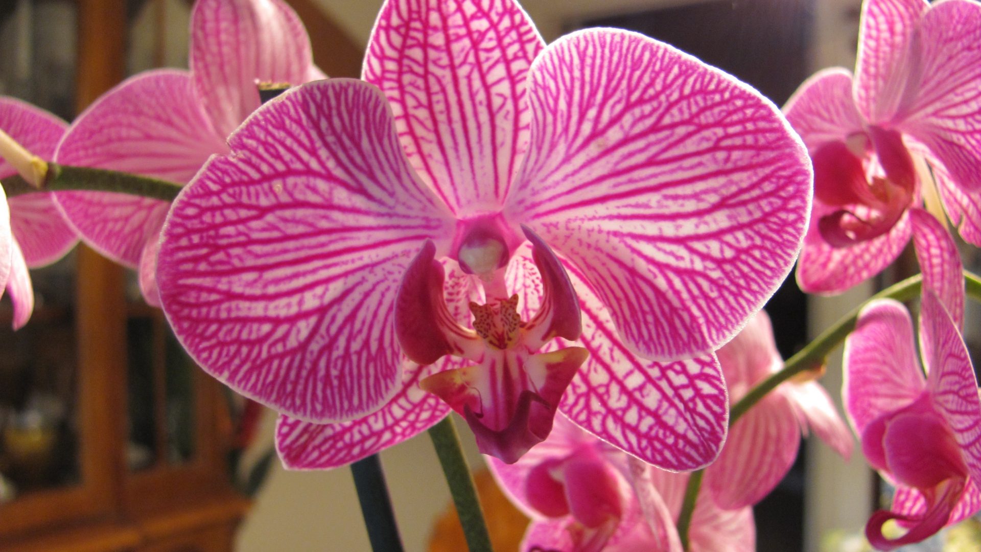 Moth Orchid , HD Wallpaper & Backgrounds